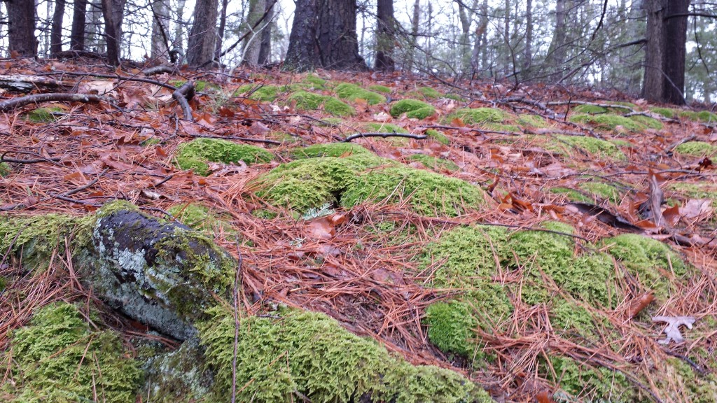 Moss in Walden Woods