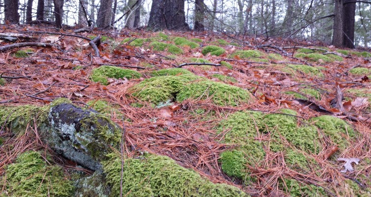 Moss in Walden Woods